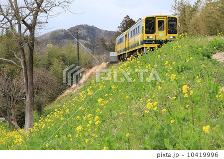 いすみ鉄道「菜の花咲く築堤を走る列車」 10419996