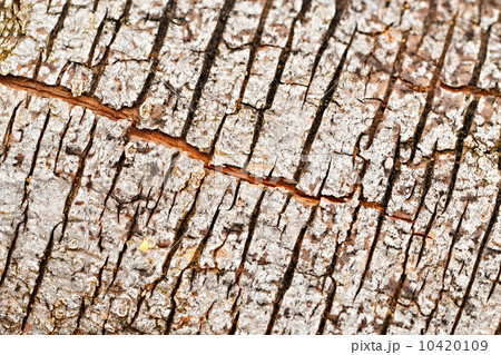 cracks in bark of tree cracks in bark of tree 10420109