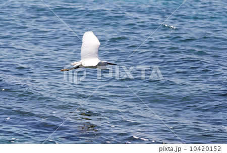 Egret flying 10420152