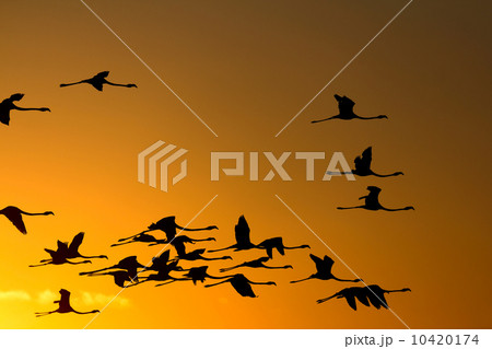 Flying flamingos at sunset 10420174
