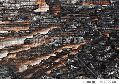 charred wood board 10420260