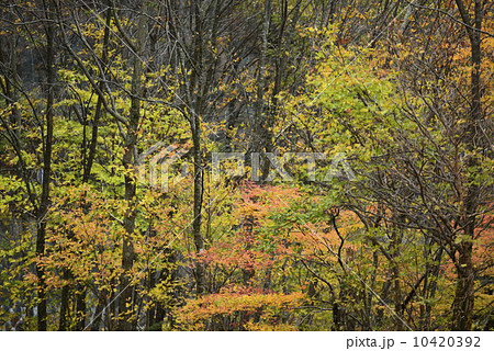 秋の石鎚 秋の石鎚 10420392