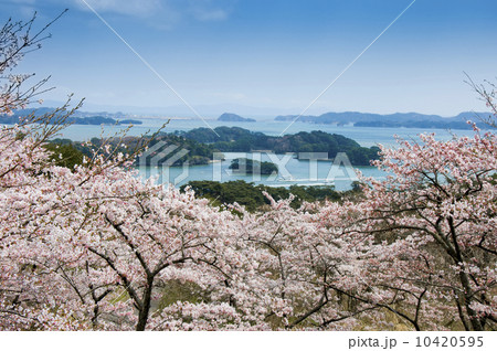 松島・西行戻しの松公園の桜　 10420595