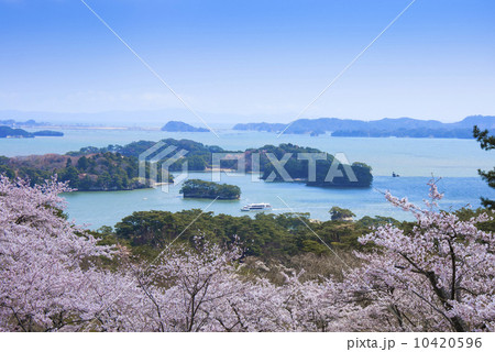 松島・西行戻しの松公園の桜 松島・西行戻しの松公園の桜 10420596