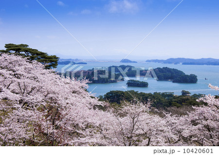 松島 西行戻しの松公園の桜 の写真素材