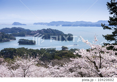 松島・西行戻しの松公園の桜　 10420602