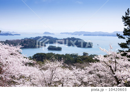 松島・西行戻しの松公園の桜 松島・西行戻しの松公園の桜 10420603