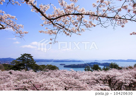 松島、西行戻しの松公園の桜 10420630