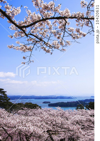 松島、西行戻しの松公園の桜 10420631