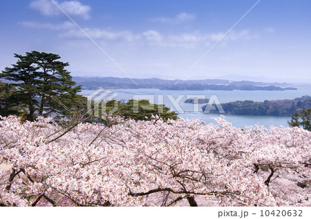 松島、西行戻しの松公園の桜 10420632