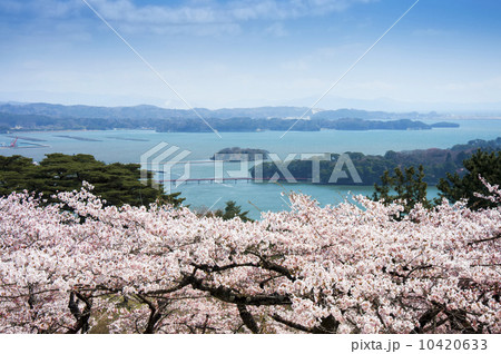松島、西行戻しの松公園の桜 10420633
