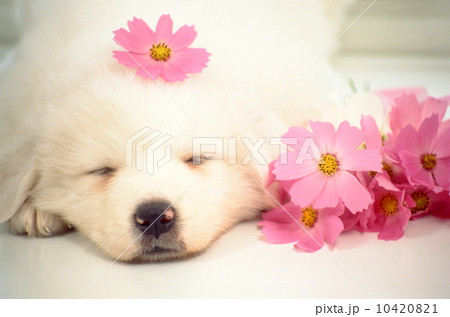 かわいい子犬 かわいい子犬 10420821