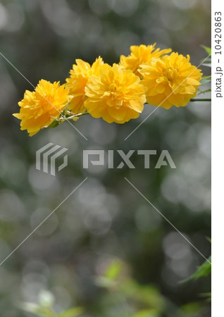 山吹の花 山吹の花 10420863