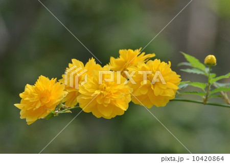 山吹の花 10420864