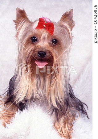 かわいい子犬 10420956