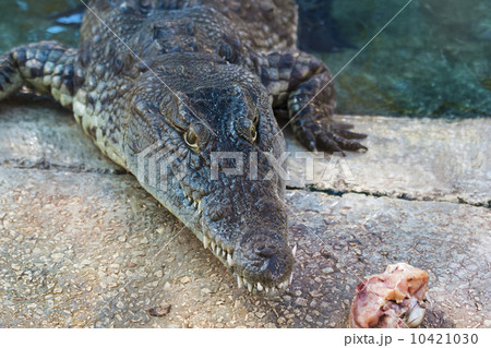 Crocodile at dinner 10421030
