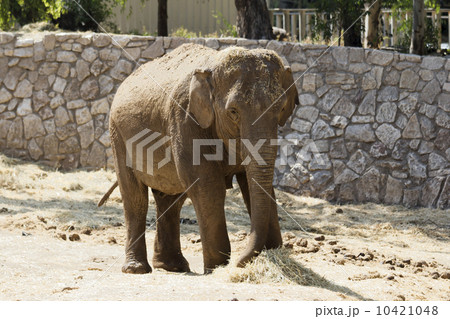 elephant 10421048