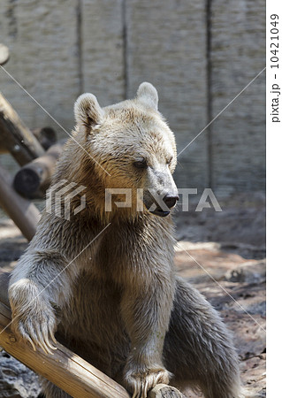 bear playing bear playing 10421049