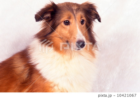 かわいい子犬 10421067