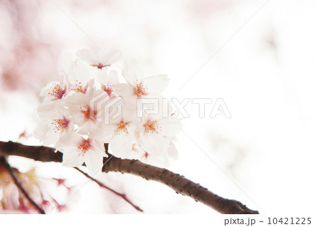 桜の花 桜の花 10421225