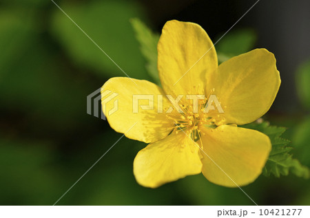 ヤマブキ（山吹） 10421277