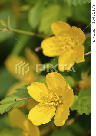 ヤマブキ（山吹） 10421278