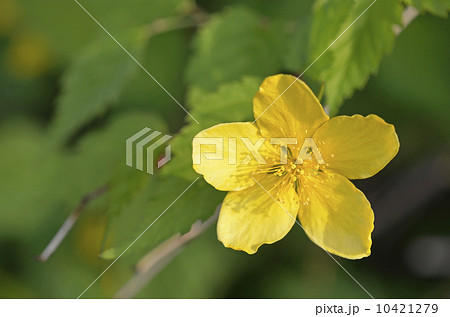 ヤマブキ（山吹） 10421279