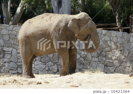 elephant 10421364