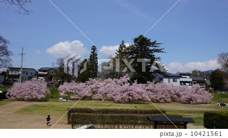 信州中野高梨館高遠コヒガンザクラ 10421561