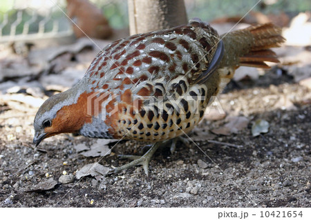 コジュケイ 10421654