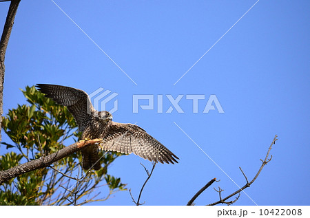 若いハヤブサ♪ 10422008