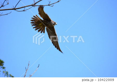 若いハヤブサ♪ 10422009