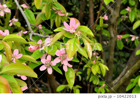 カリン花 10422013