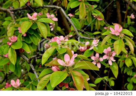 カリン花 カリン花 10422015