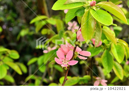 カリン花 カリン花 10422021