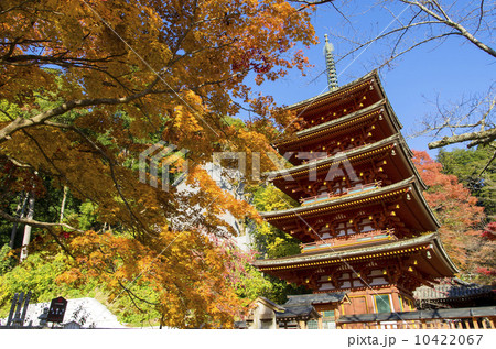 長谷寺の紅葉　五重塔 10422067