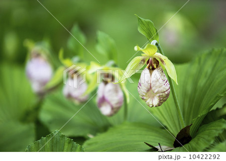 クマガイソウ 10422292