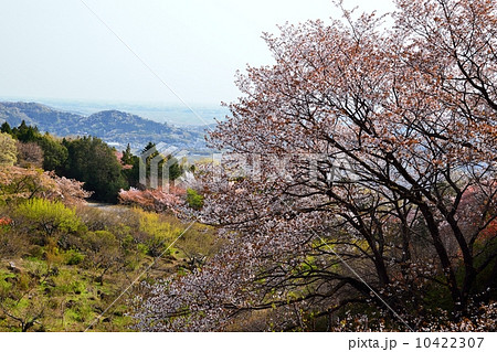 山桜 10422307