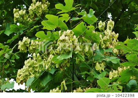 変わった形の実・桐に葉が似るというアオギリの果実・横位置 10422398