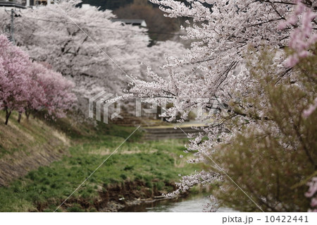 桜谷 10422441