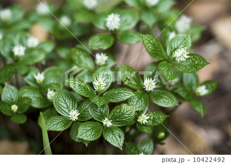 ヒトリシズカ ヒトリシズカ 10422492