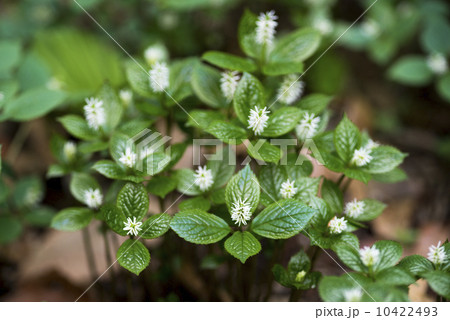 ヒトリシズカ 10422493