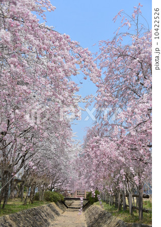 さくらの花のトンネル さくらの花のトンネル 10422526