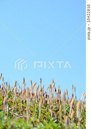 土手につくしがイッパイ♪ 土手につくしがイッパイ♪ 10422816