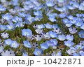 ネモフィラ 10422871