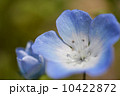 ネモフィラ 10422872
