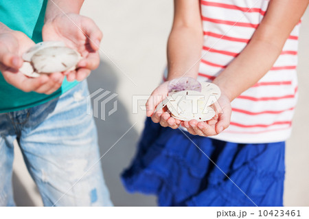 Sand dollars Sand dollars 10423461