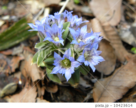 青紫の花はフデリンドウの花 10423614
