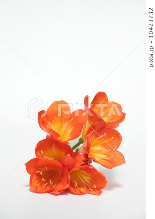 クンシラン クンシラン 10423732