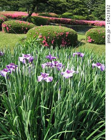 二の丸庭園の菖蒲とツツジ 10423832